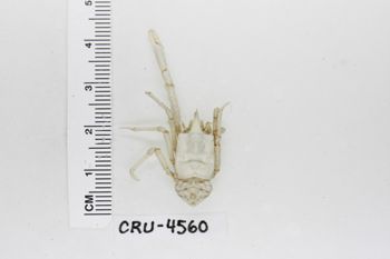 Media type: image;   Invertebrate Zoology CRU-4560 Description: Preserved specimen.;